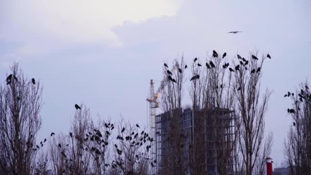 Cuervos en el crepúsculo de la tarde posados en las ramas de los árboles altos y ver el trabajo de la grúa durante la construcción de la casa — Vídeos de Stock