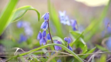 Bahar çiçekleri, çalılıklar, parlak güneş ışığı altında yakın plan.