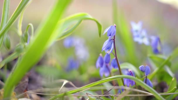 Primule primaverili, sottobosco, primo piano in piena luce solare — Video Stock