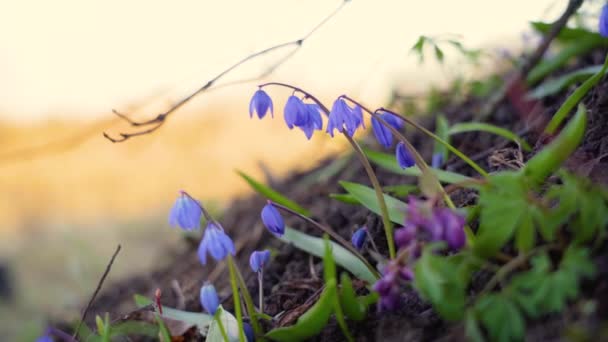 Vårprimulor, undervegetation, närbild i starkt solljus — Stockvideo