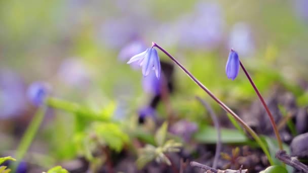 Primule primaverili, sottobosco, primo piano in piena luce solare — Video Stock