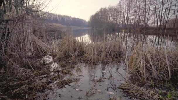 Časné jaro, krajina s klidnou řekou, hnědé stromy a žluté rákosí za úsvitu — Stock video