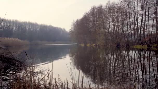 Vroege lente, landschap met kalme rivier, bruine bomen en geel riet bij dageraad — Stockvideo