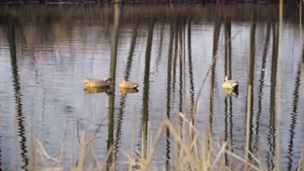 Tavaszi kacsavadászat, műanyag kacsamodellek csalétek formájában lebegnek a nádasok közelében a folyón — Stock videók