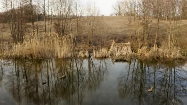 Κυνήγι παπιών άνοιξη, ένας κυνηγός κρυμμένο σε μια καλύβα στο ποτάμι πυροβολεί ένα τουφέκι σε άγρια δράκους, εναέρια βίντεο — Αρχείο Βίντεο