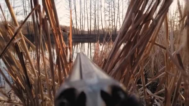 Caza de patos de primavera, un rifle de caza apunta desde las cañas hacia el río — Vídeos de Stock