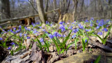 Bahar, mavi Scilla çuha çiçekleri bahar ormanlarında eski yaprakları yarıp geçer.