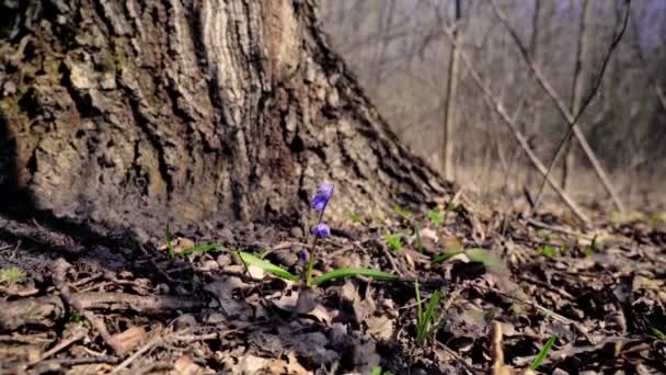 Tavasz, kék Scilla primrózsa áttöri a régi lombozat a tavaszi erdő hátterében egy régi fatönk — Stock videók