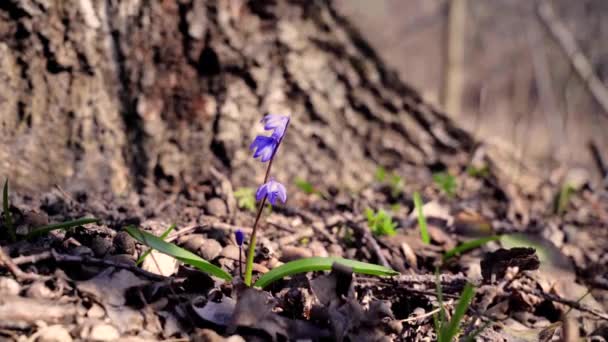 Весняні, блакитні примули Scilla прориваються крізь старе листя у весняному лісі на тлі старого пня — стокове відео