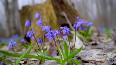 Bahar, mavi Scilla çuha çiçekleri bahar ormanlarında eski bir yaprak ağacının arka planında kırılır.