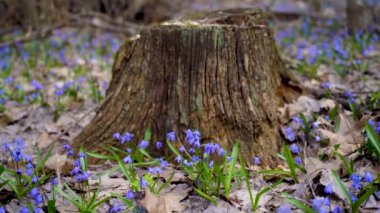 Bahar, mavi Scilla çuha çiçekleri bahar ormanlarında eski bir yaprak ağacının arka planında kırılır.