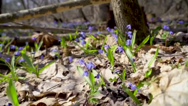 Primavera, azul Las prímulas de Scilla atraviesan el viejo follaje en el bosque de primavera — Vídeo de stock