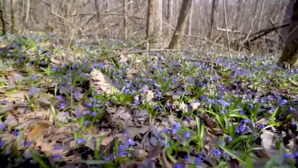 Tavasz, kék Scilla primrózsa áttöri a régi lombozat a tavaszi erdőben — Stock videók