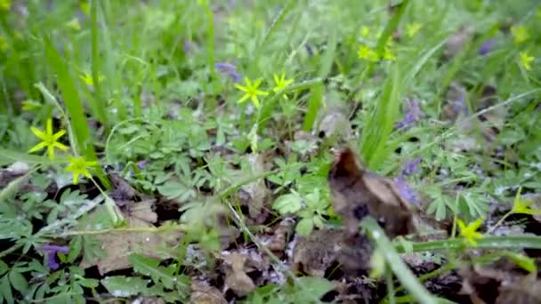 Spring, a sudden cold snap and a snowstorm snows the yellow-flowered primroses — Stock Video