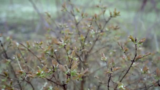 Lente, een plotselinge koude snap en een sneeuwstorm sneeuwt de ontluikende bladeren en bloemen van kamperfoelie — Stockvideo