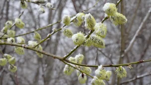 Primavera, un repentino resfriado y una tormenta de nieve nieva las flores del sauce floreciente Salix — Vídeo de stock