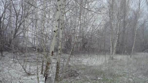 Printemps, un coup de froid soudain et une tempête de neige recouvre le bouleau de neige 
