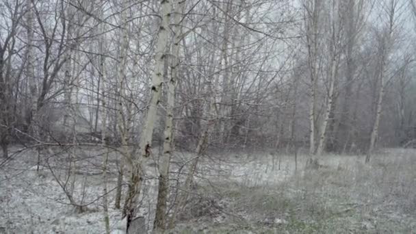 春天，一阵突如其来的寒冷和暴风雪覆盖了白桦树林 — 图库视频影像