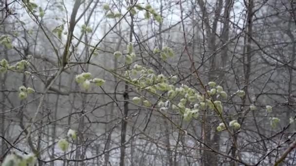 Våren, en plötslig kyla knäpp och en snöstorm snöar blommorna i blommande pilträd Salix — Stockvideo