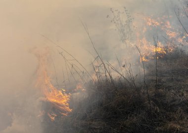 Bozkırda yangın, çimenler yanıyor yoluna çıkan her şeyi yok ediyor..