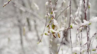 Baharın ortasında aniden yağan kar tüm ağaçları, huş ağaçlarını ve genç yaprakları karla kapladı.