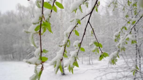 Una repentina nevada a mediados de primavera cubrió todos los árboles, las flores de Prunus virginiana y las hojas jóvenes con nieve — Vídeos de Stock