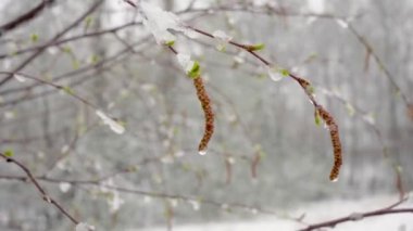 Baharın ortasında aniden yağan kar tüm ağaçları, huş ağaçlarını ve genç yaprakları karla kapladı.