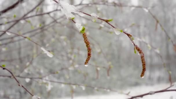 Внезапный снегопад в середине весны покрыл все деревья, березовые цветы и молодые листья снегом — стоковое видео