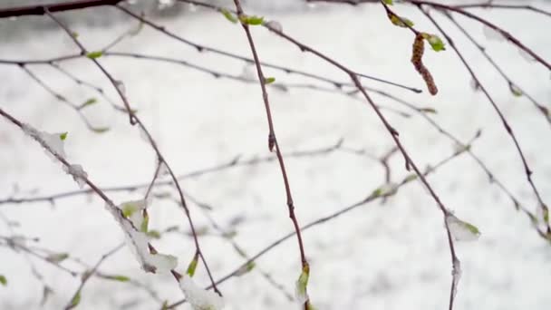 Uma súbita queda de neve em meados da primavera cobriu todas as árvores, flores de bétula e folhas jovens com neve — Vídeo de Stock