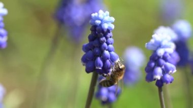 Bal, polen ve nektar toplayan bir bal arısının yakından çekimi. Güzel açan mavi Muscari çiçekleri, güneşli bir günde ağır çekimde.