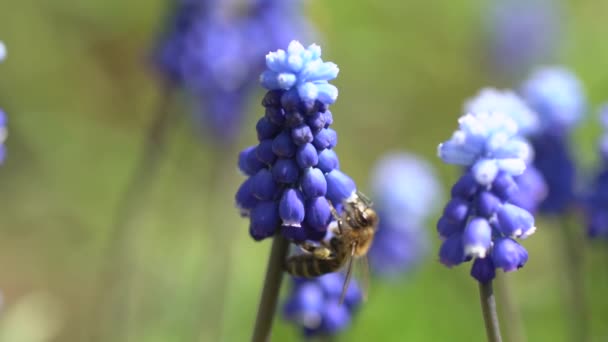 Närbild av en honung bi samla honung, pollen och nektar med vackert blommande blå Muscari blommor på en vår Solig dag slow motion — Stockvideo