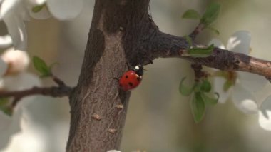 Güneşli bir bahar gününde, kayısı ağacının çiçek açan dalında, güzel çiçeklerin arasında yavaşça hareket eden uğur böceğine yaklaş.