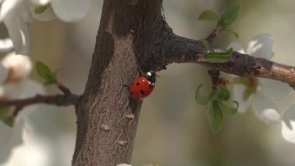 Close-up van een lieveheersbeestje beweegt soepel tussen prachtige bloemen op een bloeiende tak van een abrikozenboom op een zonnige voorjaar dag slow motion — Stockvideo