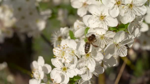 Close up een honingbij vliegt van bloem naar bloem van een bloeiende boom abrikozenbij verzamelt nectar stuifmeel op een zonnige lentedag slow motion — Stockvideo