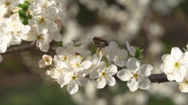 Bir bal arısı çiçekten çiçeğe, kayısı ağacının çiçeğine uçar. Kayısı, güneşli bir bahar gününde yavaş çekimde nektar poleni toplar.