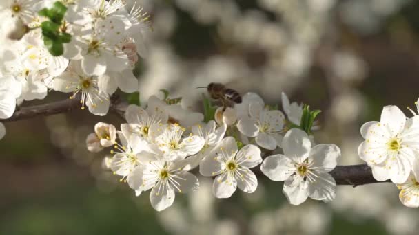 Bir bal arısı çiçekten çiçeğe, kayısı ağacının çiçeğine uçar. Kayısı, güneşli bir bahar gününde yavaş çekimde nektar poleni toplar. — Stok video