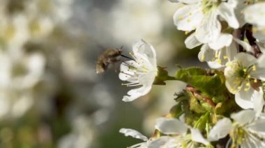 Bombylius Major 'ın yakınında güneşli bir bahar gününde yavaş çekimde kiraz çiçeklerinin nektarıyla besleniyor.