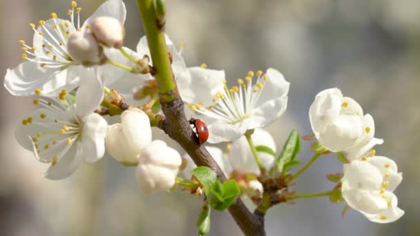 Primer plano de una mariquita sentada en una rama entre las hermosas flores rosadas de un albaricoque floreciente y limpiando sus patas y cara — Vídeos de Stock