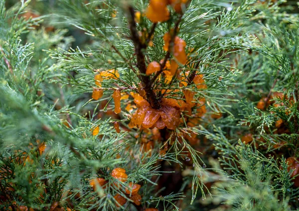 Mantar sporlarından kaynaklanan yağmur sırasında bol miktarda büyüme Tremella Sabinae