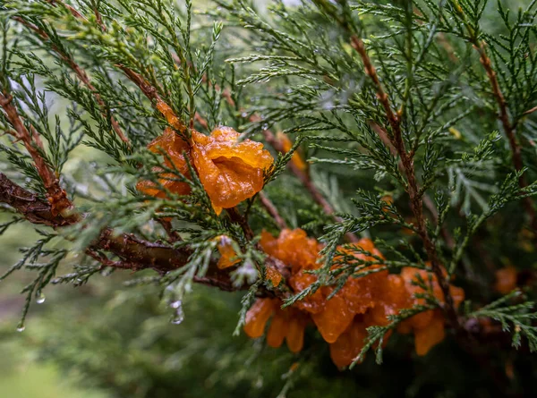Mantar sporlarından kaynaklanan yağmur sırasında bol miktarda büyüme Tremella Sabinae