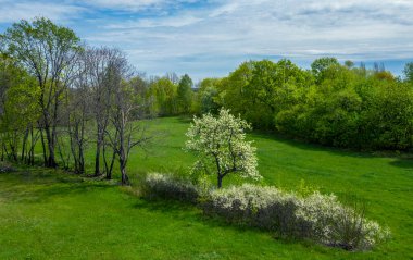 yemyeşil çimlerin üzerinde çiçek açan bir ağaçla bahar manzarası