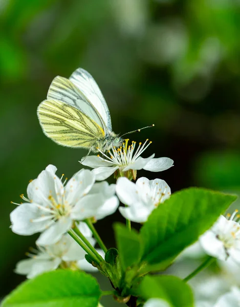 Close up of a rutabaga butterfly of the family belyanok sitting on a cherry — Stock Image Close up of a rutabaga butterfly of the family belyanok sitting on a cherry Stock Photo