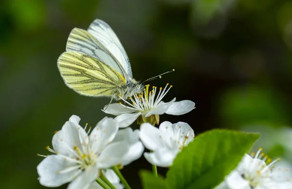 Close up of a rutabaga butterfly of the family belyanok sitting on a cherry — Stock Image Close up of a rutabaga butterfly of the family belyanok sitting on a cherry Royalty Free Stock Images