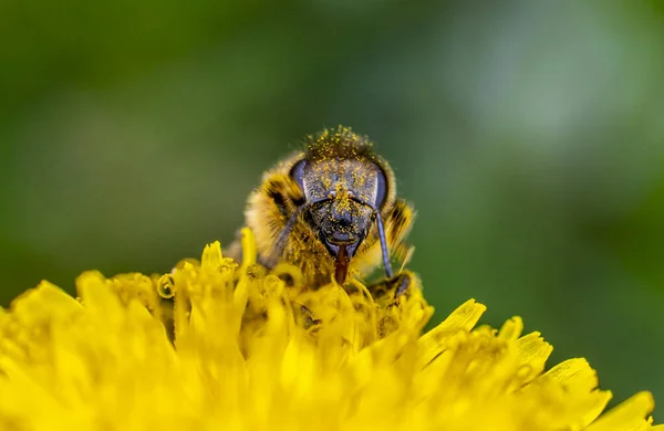 Primer plano de una abeja cubierta de polen amarillo sobre un diente de león amarillo brillante — Foto de Stock