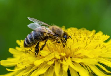 Parlak sarı bir karahindiba üzerindeki sarı polenle kaplanmış bir arıyı yakından çek.