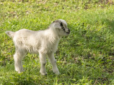 Güzel yüzlü genç bir çocuk yeşil sulu çimlerin üzerinde duruyor.