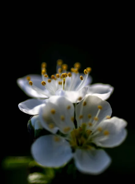 Belas flores de damasco perto de um fundo preto — Fotografia de Stock