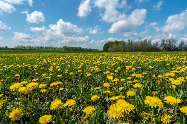 Un campo de dientes de león amarillos en un soleado día de primavera — Foto de Stock