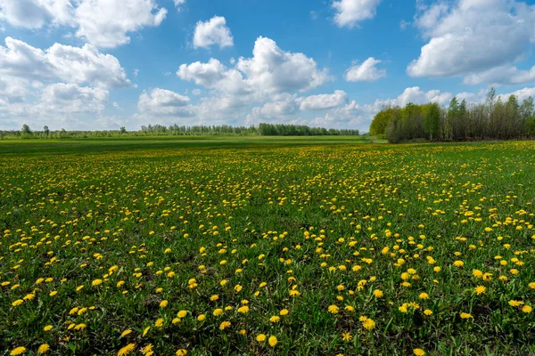 Un campo de dientes de león amarillos en un soleado día de primavera — Foto de Stock