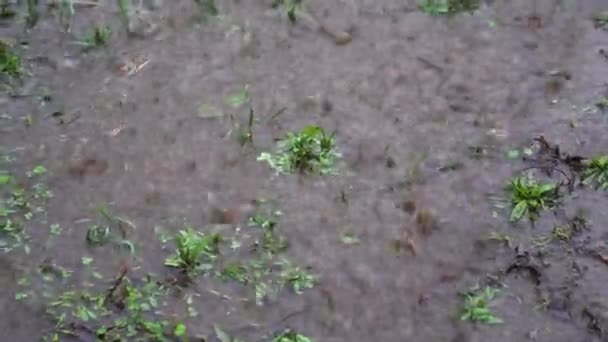 Tavaszi heves eső, esőcseppek bugyognak a földre, fűvel borítva, pocsolyákat alkotva. — Stock videók